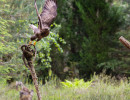 vogelvlucht buizerd