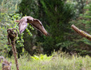 vogelvlucht buizerd