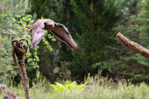vogelvlucht buizerd