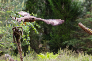 vogelvlucht buizerd