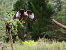 vogelvlucht buizerd