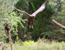 vogelvlucht buizerd