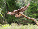 vogelvlucht buizerd