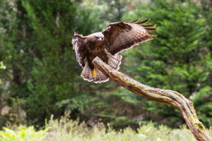 vogelvlucht buizerd