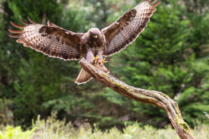 vogelvlucht buizerd