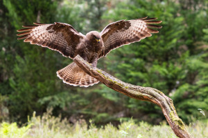 vogelvlucht buizerd