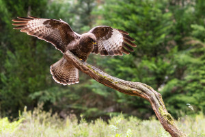 vogelvlucht buizerd