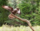 vogelvlucht buizerd