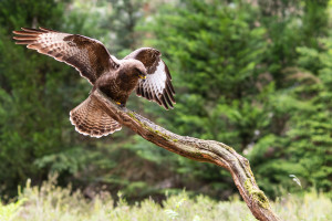 vogelvlucht buizerd