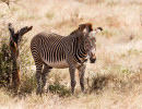 grevyzebra  kenia img