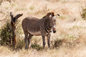 grevyzebra  kenia img